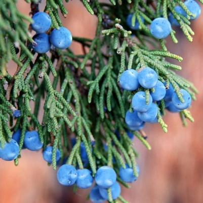 Juniper Berry Essential Oil Egypt 3